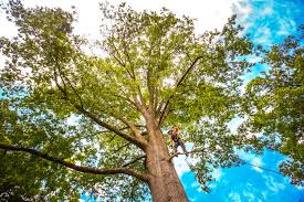 Reliable Camden, DE  Tree Services Solutions