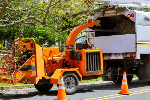 Best Tree Mulching  in Camn, DE